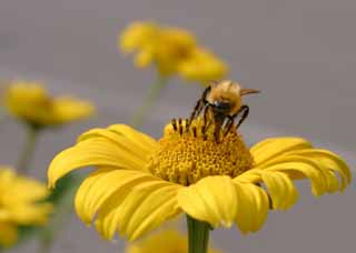 foto,tela,gratis,paisaje,fotografa,idea,Abeja de patas negras., Abeja, , Polen, Flor