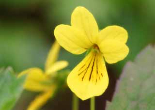fotografia, material, livra, ajardine, imagine, proveja fotografia,Flores alpinas amarelas, amarelo, planta alpina, , 