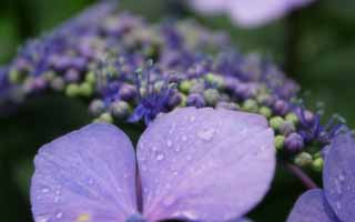 Foto, materiell, befreit, Landschaft, Bild, hat Foto auf Lager,Hortensie, Hortensie, , blau, 