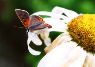 Foto, materieel, vrij, landschap, schilderstuk, bevoorraden foto,Vermilion van een vlinder, Vlinder, , , 