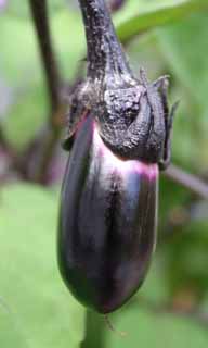 Foto, materieel, vrij, landschap, schilderstuk, bevoorraden foto,Jonge aubergine, Aubergine, , , 