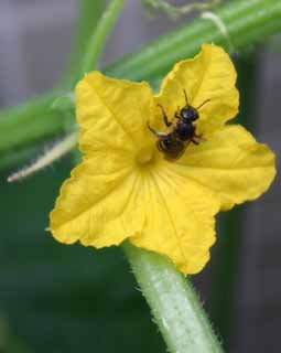 photo, la matire, libre, amnage, dcrivez, photo de la rserve,Fleur du concombre et une abeille, concombre, , fleur, abeille