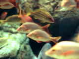 photo, la matire, libre, amnage, dcrivez, photo de la rserve,Mer-brme-comme poissons, poisson, marin, vivaneau, aquarium