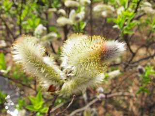 , , , , ,  .,pussy willow, sallow, , , 