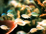 Foto, materiell, befreit, Landschaft, Bild, hat Foto auf Lager,Kleiner tropischer Fisch, Fisch, Marine, chromis, 