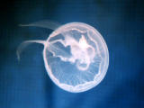 photo,material,free,landscape,picture,stock photo,Creative Commons,Jellyfish, invertebrate, marine, jellyfish, 