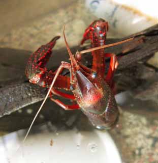 Foto, materieel, vrij, landschap, schilderstuk, bevoorraden foto,Een Amerikaan crawfish, Crawfish, Schaar, , 