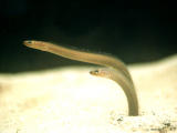 photo,material,free,landscape,picture,stock photo,Creative Commons,Garden eels, invertebrate, marine, eel, 