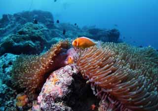 Foto, materiell, befreit, Landschaft, Bild, hat Foto auf Lager,Wohnsitz des Anemonen fischt, Anemonenfisch, das Springen, Meer, seanemone