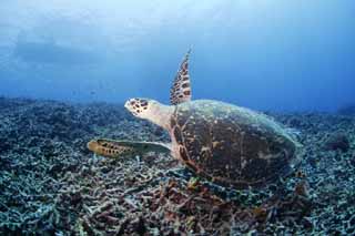 fotografia, materiale, libero il panorama, dipinga, fotografia di scorta,Agitando va a caccia di tartarughe, vada a caccia di tartarughe, tuffandosi, mare, 