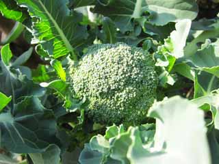 Foto, materieel, vrij, landschap, schilderstuk, bevoorraden foto,Een broccoli, Grostes, Etenswaar, , 