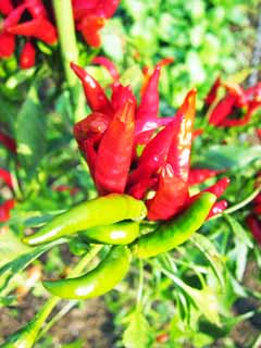 foto,tela,gratis,paisaje,fotografa,idea,Un pimiento rojo, Verduras, Comida, , 