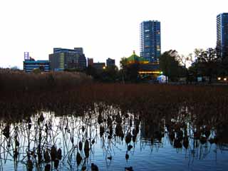 Foto, materiell, befreit, Landschaft, Bild, hat Foto auf Lager,Shinobazunoike, Lotosblume, Frau des Hauptzen-Priesters, Tote blttern, Teich