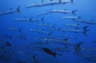 fotografia, materiale, libero il panorama, dipinga, fotografia di scorta,Barracudas, barracuda, tuffandosi, mare, fotografia subacquea