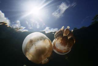 fotografia, materiale, libero il panorama, dipinga, fotografia di scorta,Appuntamento di meduse cosmiche., medusa, , , fotografia subacquea