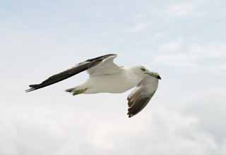 photo,material,free,landscape,picture,stock photo,Creative Commons,Gliding seagull, seagull, sky, sea, 