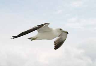 photo, la matire, libre, amnage, dcrivez, photo de la rserve,Glisser mouette, mouette, ciel, mer, 