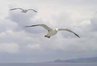 foto,tela,gratis,paisaje,fotografa,idea,El regreso de la gaviota., Gaviota, Cielo, Mar, 