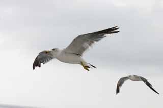 photo, la matire, libre, amnage, dcrivez, photo de la rserve,Mouettes volantes, mouette, ciel, mer, 