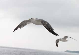 foto,tela,gratis,paisaje,fotografa,idea,Vuelo de las gaviotas, Gaviota, Cielo, Mar, 