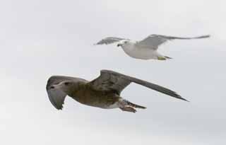 photo,material,free,landscape,picture,stock photo,Creative Commons,Parent and child seagulls, seagull, sky, sea, 