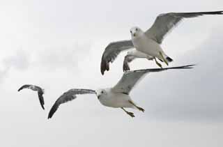 photo, la matire, libre, amnage, dcrivez, photo de la rserve,Se fixer la cible, mouette, ciel, mer, 