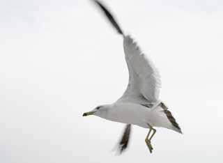 foto,tela,gratis,paisaje,fotografa,idea,Vuelo., Gaviota, Cielo, Mar, 