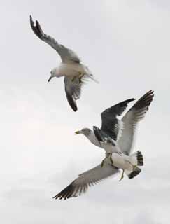 Foto, materieel, vrij, landschap, schilderstuk, bevoorraden foto,Echt dogfight, Meeuw, Lucht, Zee, 