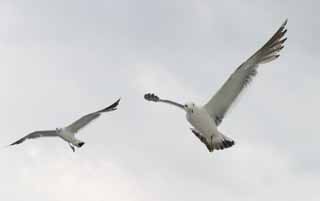 foto,tela,gratis,paisaje,fotografa,idea,El saludo de la gaviota., Gaviota, Cielo, Mar, 