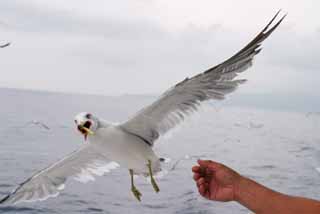 fotografia, materiale, libero il panorama, dipinga, fotografia di scorta,Grazie per cibo!, gabbiano, cielo, mare, 