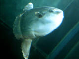 photo,material,free,landscape,picture,stock photo,Creative Commons,Sunfish, fish, marine, Molidae, mola