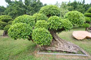 fotografia, materiale, libero il panorama, dipinga, fotografia di scorta,Liyuan, pianta orto, Facendo del giardinaggio, Tsuge, Piantando