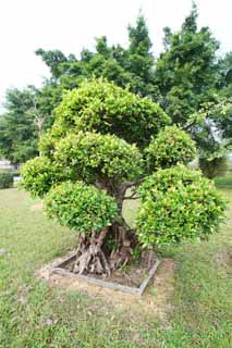 fotografia, materiale, libero il panorama, dipinga, fotografia di scorta,Liyuan, pianta orto, Facendo del giardinaggio, Tsuge, Piantando