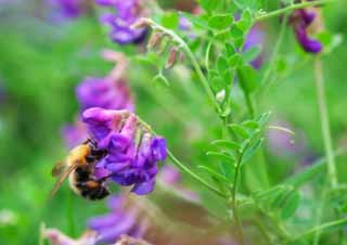 foto,tela,gratis,paisaje,fotografa,idea,Abeja en las flores., Rebun-so, Hermoso, Abeja, Hierba salvaje