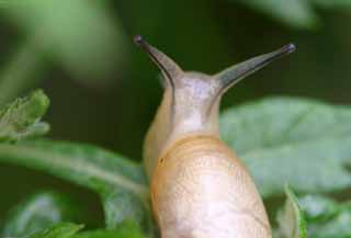 Foto, materiell, befreit, Landschaft, Bild, hat Foto auf Lager,Schnecke, Schnecke, , , 