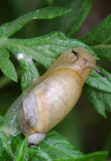 Foto, materiell, befreit, Landschaft, Bild, hat Foto auf Lager,Schnecke, Schnecke, , , 