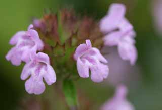 photo,material,free,landscape,picture,stock photo,Creative Commons,Small pink flowers, pink, beautiful, , wild grass