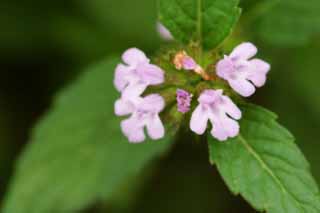 Foto, materiell, befreit, Landschaft, Bild, hat Foto auf Lager,Kleine rosa Blumen, rosa, schn, , wildes Gras