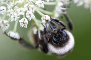 Foto, materieel, vrij, landschap, schilderstuk, bevoorraden foto,Gezeten onder stuifmeel, Bee, , , Stuifmeel