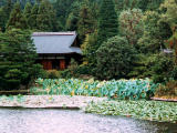 photo,material,free,landscape,picture,stock photo,Creative Commons,A pond in Kyoto, pond, Kyoto, , 