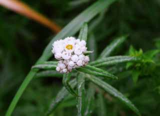 photo,material,free,landscape,picture,stock photo,Creative Commons,Pearly everlasting, pearly everlasting, beautiful, , wild grass