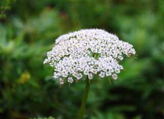 photo, la matire, libre, amnage, dcrivez, photo de la rserve,Petites blanches fleurs, champ de la fleur, beau, , herbe sauvage