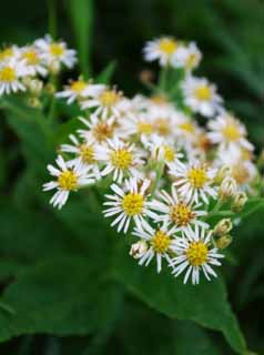 photo, la matire, libre, amnage, dcrivez, photo de la rserve,Petites fleurs, champ de la fleur, beau, , herbe sauvage