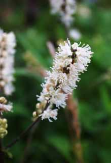 foto,tela,gratis,paisaje,fotografa,idea,Flores blancas, Campo de flor, Hermoso, , Hierba salvaje