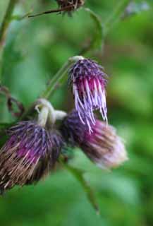 photo, la matire, libre, amnage, dcrivez, photo de la rserve,Fleurs du chardon non ouvertes, champ de la fleur, beau, , herbe sauvage