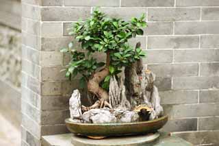 , , , , ,  .,Sixbanyantreetemple bonsai, Chaitya, , ,  