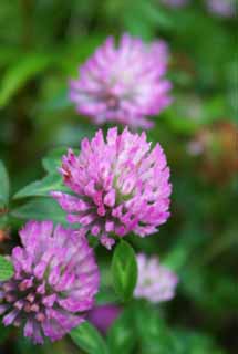 foto,tela,gratis,paisaje,fotografa,idea,Flores., Algarroba de leche china, Hermoso, , Hierba salvaje