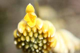 fotografia, material, livra, ajardine, imagine, proveja fotografia,A flor do mitsumata, Amarelo, , Japons empapela, 