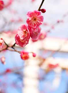 photo,material,free,landscape,picture,stock photo,Creative Commons,Kamakura-gu Shrine plum, Shinto shrine, The Emperor Meiji, Kamakura, Masashige Kusuki