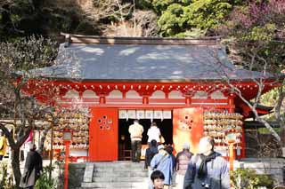 Foto, materiell, befreit, Landschaft, Bild, hat Foto auf Lager,Ein EgaraTenjin-shaShrine Hauptschrein, Schintoistischer Schrein, Pflaume, Kamakura, rgern Sie Tenjin